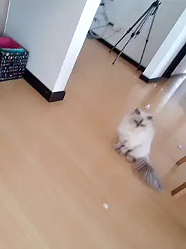  monicab online show from 27, 9, 2025