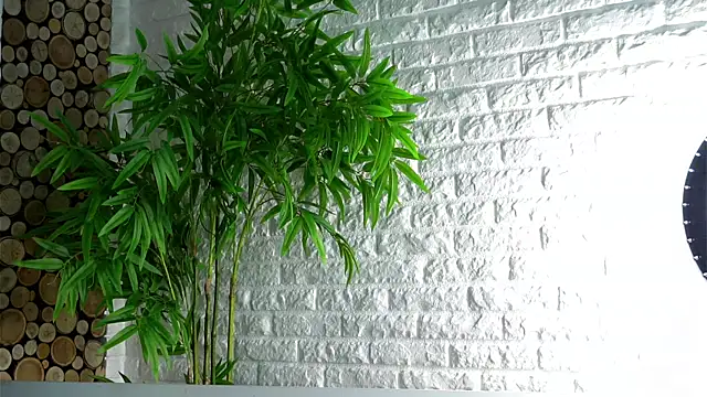 Snapshot of LowOncoming chatting on 8, 4, 2026 LowOncoming online show from 8, 4, 2026