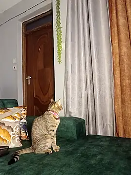 Snapshot of C-yoyo chatting on 14, 12, 2025 C-yoyo online show from 14, 12, 2025