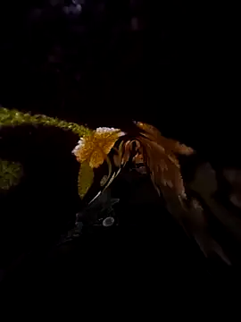 Snapshot of SageElement2 chatting on 14, 3, 2025 SageElement2 online show from 14, 3, 2025