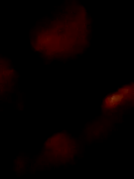 Snapshot of pretinhanovinha chatting on 7, 3, 2026 pretinhanovinha online show from 7, 3, 2026