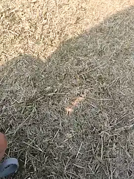 Snapshot of Gururonny07 chatting on 16, 1, 2025 Gururonny07 online show from 16, 1, 2025