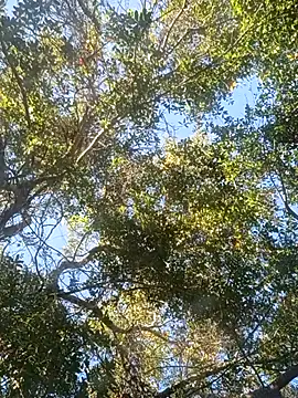 Snapshot of Buffshagswell chatting on 18, 11, 2025 Buffshagswell online show from 18, 11, 2025