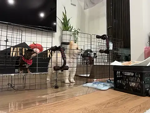 Snapshot of kensnb chatting on 28, 11, 2025 kensnb online show from 28, 11, 2025