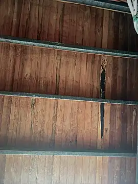 Leo bunny hot online show from 18, 1, 2026