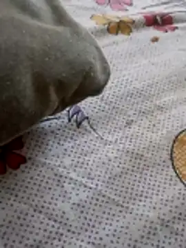 Punjabi beauty123 online show from 8, 2, 2026