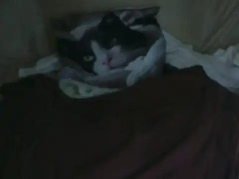 VeneRed online show from 2, 10, 2025