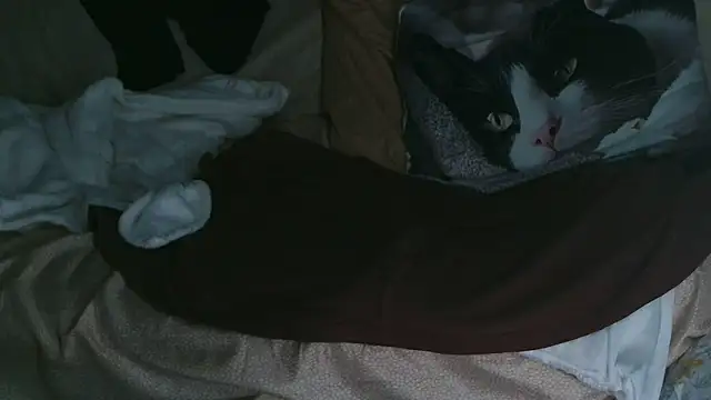 VeneRed online show from 10, 10, 2025