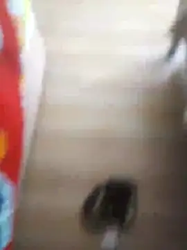 510915asi online show from 20, 12, 2025