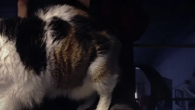 contemptumundi888 online show from 18, 1, 2025