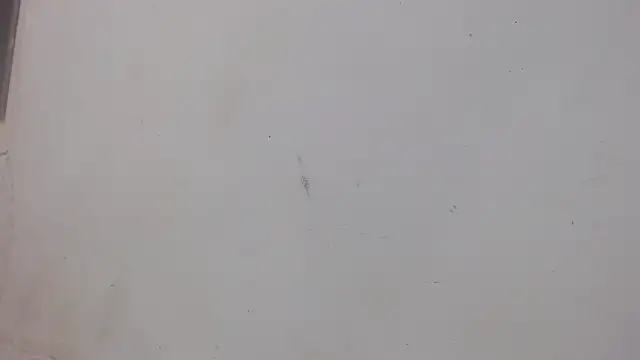 Snapshot of danilo302209 chatting on 1, 2, 2025 danilo302209 online show from 1, 2, 2025