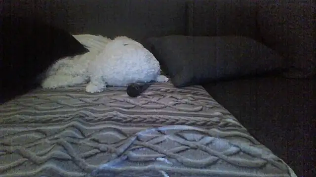 Snapshot of Avamereandmikel chatting on 22, 7, 2026 Avamereandmikel online show from 22, 7, 2026