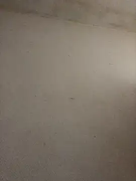 Snapshot of BELLAMORGANE1 chatting on 2, 11, 2025 BELLAMORGANE1 online show from 2, 11, 2025