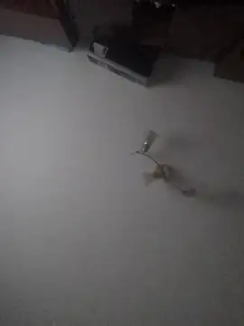 Lauren Amabel online show from 30, 1, 2025