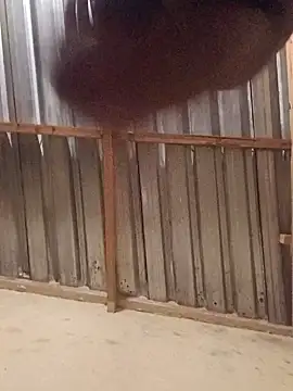 Snapshot of T9nybh3ksta66 chatting on 14, 9, 2025 T9nybh3ksta66 online show from 14, 9, 2025