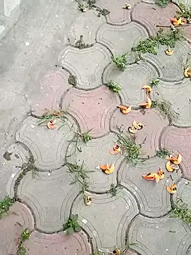 Snapshot of Raj41 chatting on 2, 3, 2025 Raj41 online show from 2, 3, 2025