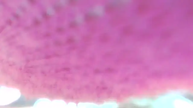 Sweetieanalxxx online show from 5, 4, 2026