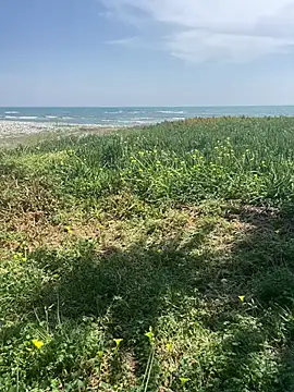 Smallcoco26 online show from 7, 3, 2025