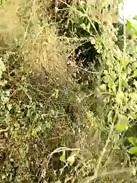 himvilohi08 online show from 8, 1, 2026