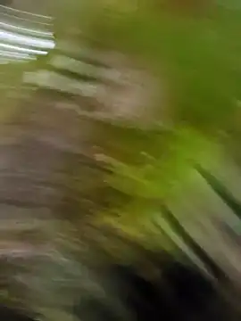 Snapshot of Pichoneterno chatting on 8, 3, 2026 Pichoneterno online show from 8, 3, 2026