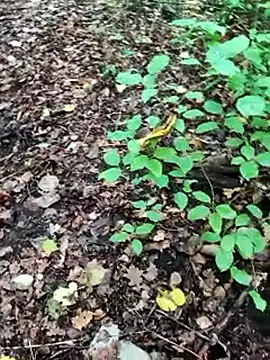 Snapshot of BigLakii@xh chatting on 8, 10, 2025 BigLakiixh online show from 8, 10, 2025