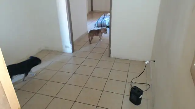 Snapshot of BlondZilla chatting on 16, 12, 2025 BlondZilla online show from 16, 12, 2025