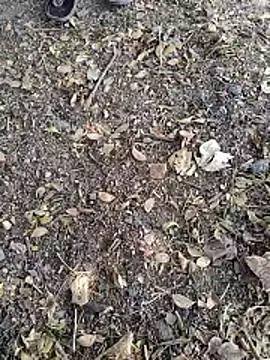 Telugu person12 online show from 14, 1, 2026