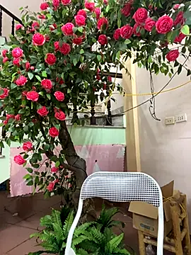 Bollozzy 89 online show from 29, 9, 2025