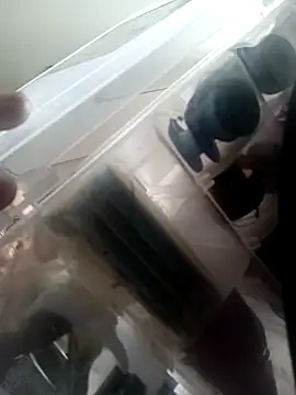 Isabella5 Brown  online show from 7, 10, 2025