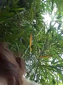 Snapshot of Bianly chatting on 14, 3, 2026 Bianly online show from 14, 3, 2026