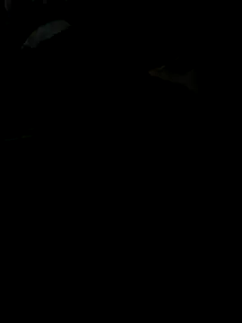 Snapshot of Reeelo chatting on 28, 11, 2025 Reeelo online show from 28, 11, 2025