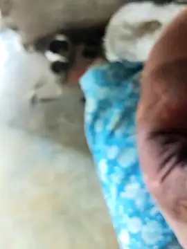 INTERNATIONAL0001 online show from 3, 12, 2025