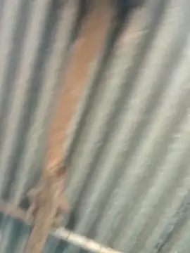 Hot-ilaiy online show from 9, 9, 2025