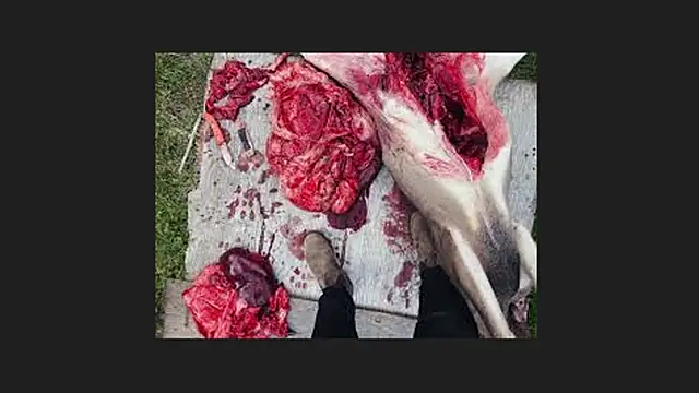 lisabaus online show from 12, 4, 2026