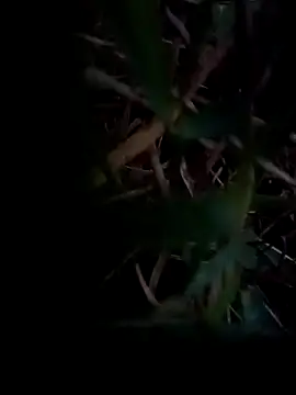 dolphiinn online show from 1, 2, 2026