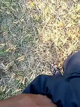 dolphiinn online show from 1, 4, 2026