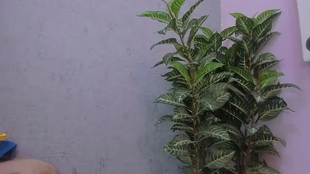 scarlett646 online show from 29, 11, 2025