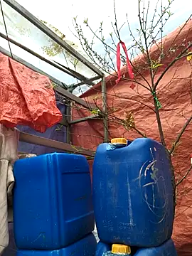 liu-liusexy online show from 19, 2, 2026