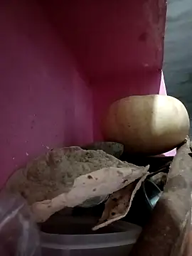 Payal950 online show from 9, 10, 2025