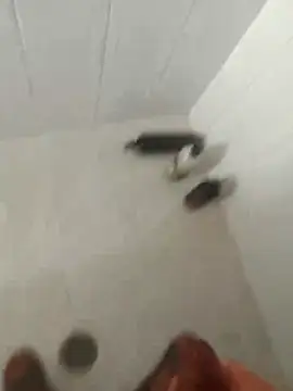 Snapshot of pitoduroparati chatting on 7, 2, 2026 pitoduroparati online show from 7, 2, 2026