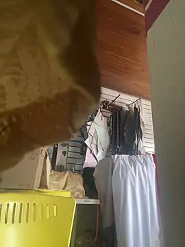 Snapshot of XBODTRIIPX chatting on 7, 3, 2026 XBODTRIIPX online show from 7, 3, 2026