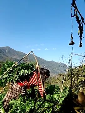 kemtuoi-sex online show from 5, 2, 2026