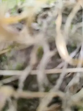 Snapshot of karandeep_Bhagat chatting on 26, 3, 2026 karandeep Bhagat online show from 26, 3, 2026