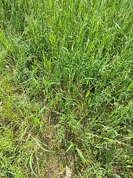 Snapshot of karandeep_Bhagat chatting on 19, 4, 2026 karandeep Bhagat online show from 19, 4, 2026