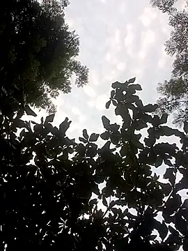 Snapshot of ipvk chatting on 14, 5, 2026 ipvk online show from 14, 5, 2026