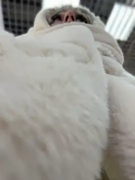 Snapshot of RonnieKiss chatting on 11, 4, 2026 RonnieKiss online show from 11, 4, 2026