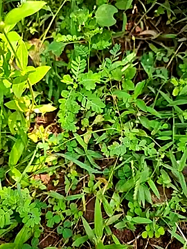 telugumodda4396 online show from 21, 9, 2025