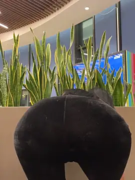 ilariea girl online show from 3, 2, 2026