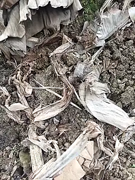 Sikici0734 online show from 3, 2, 2026