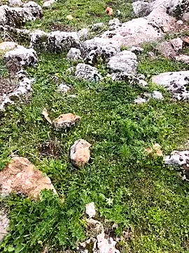 Snapshot of Sert_erkek21_ysm chatting on 26, 3, 2026 Sert erkek21 ysm online show from 26, 3, 2026